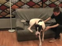Filthy male zoophile sucks his doggy on the couch